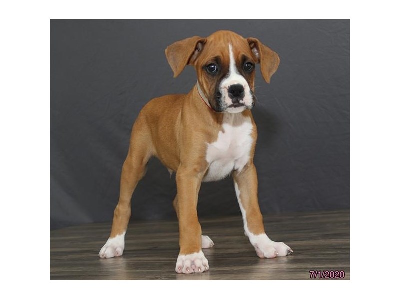 Boxer