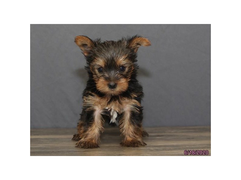 Yorkshire Terrier