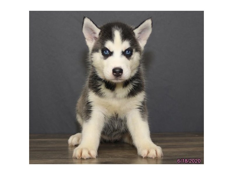 Siberian Husky