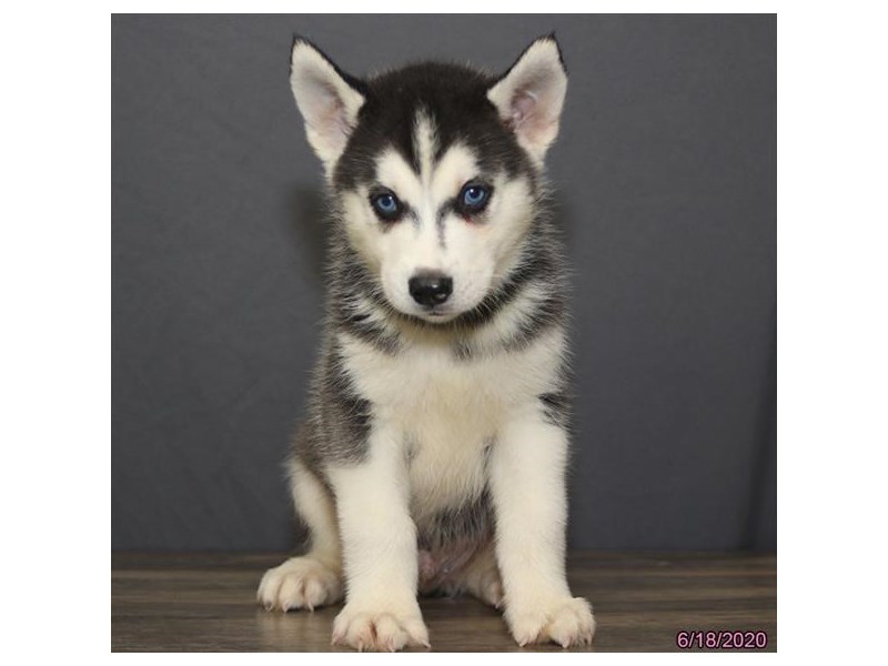 Siberian Husky