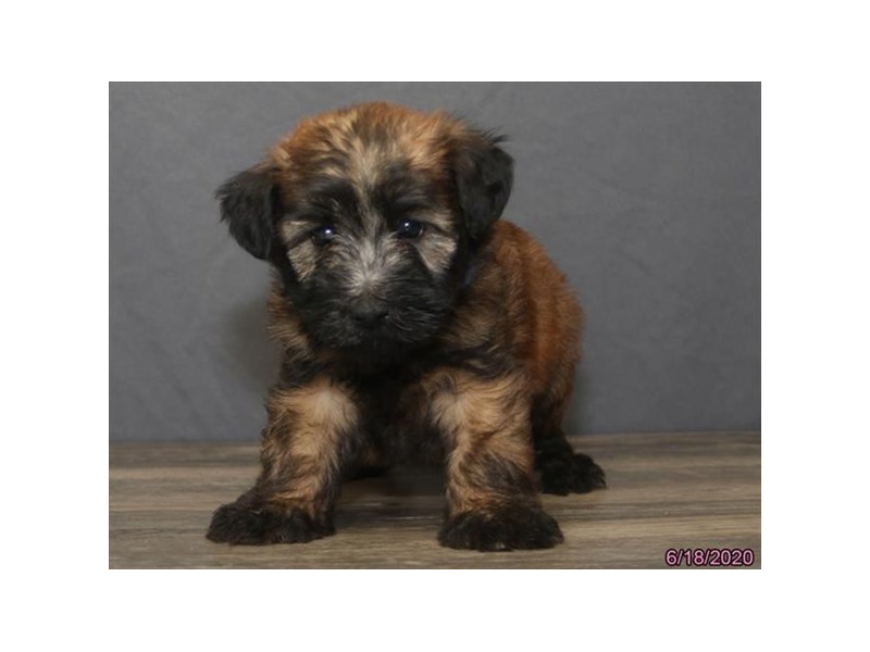 Soft Coated Wheaten Terrier