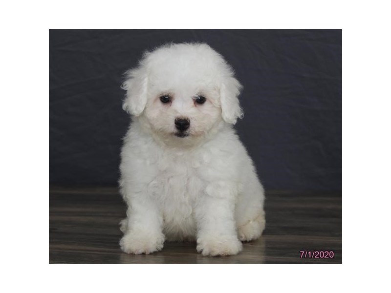 Bichon Frise