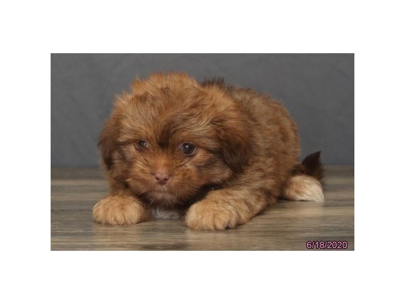 Shih Tzu/Pomeranian