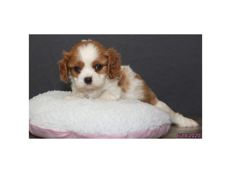 Cavalier King Charles Spaniel