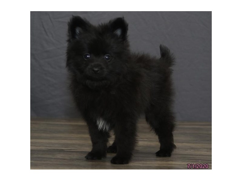 Pomeranian