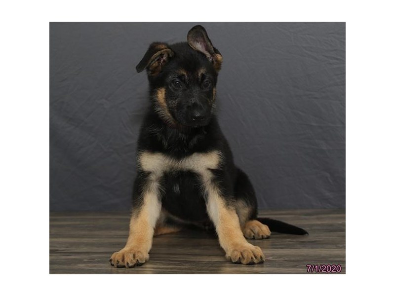 German Shepherd Dog