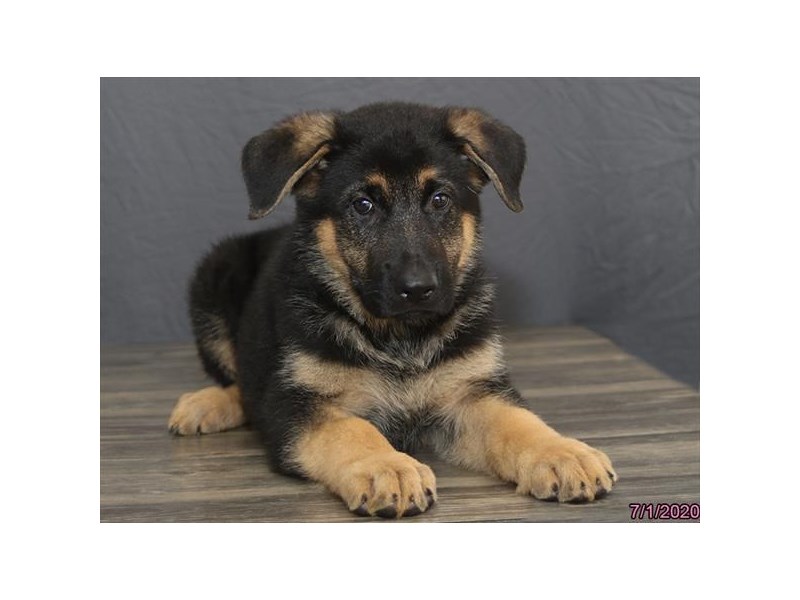 German Shepherd Dog