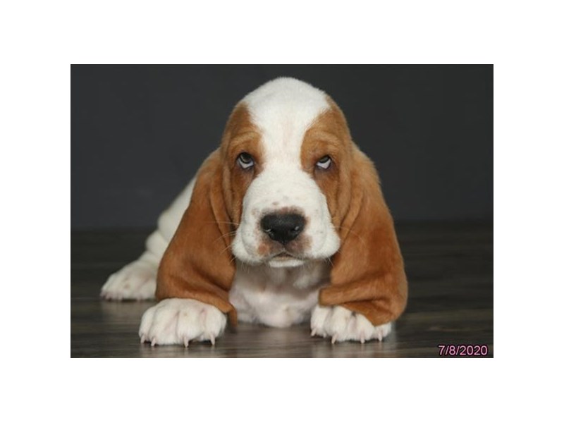 Basset Hound