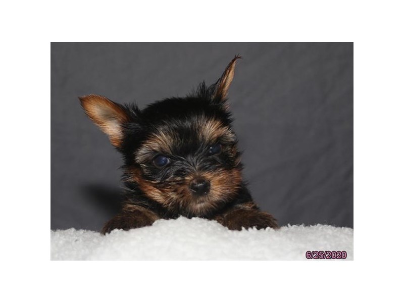 Yorkshire Terrier