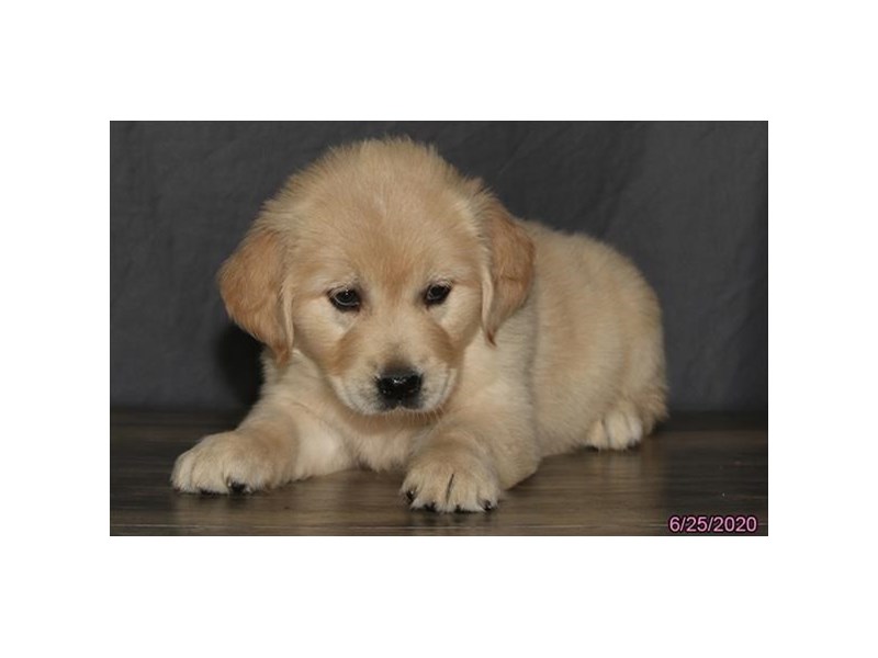 Golden Retriever