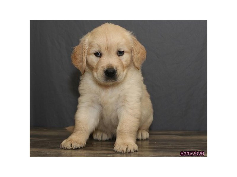 Golden Retriever