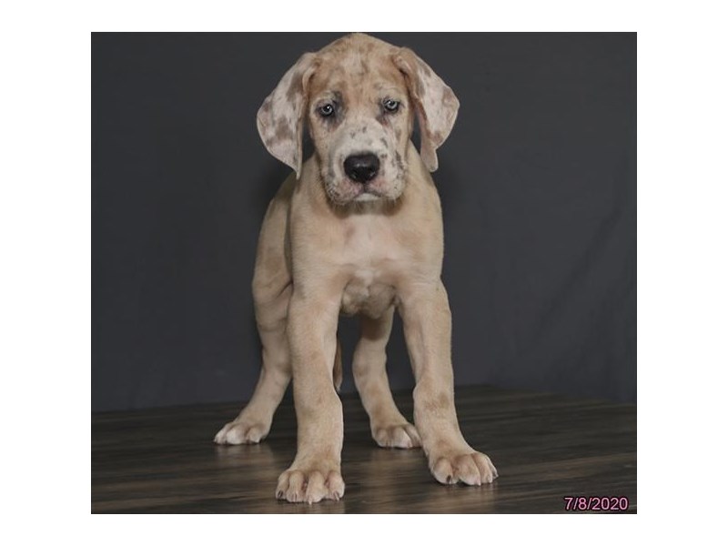 Great Dane