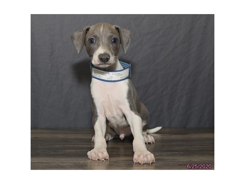 Italian Greyhound