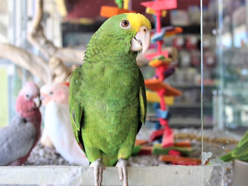 Double Yellow Headed Amazon