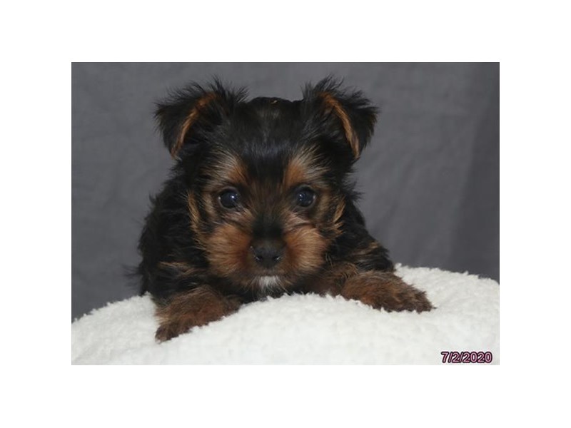 Yorkshire Terrier