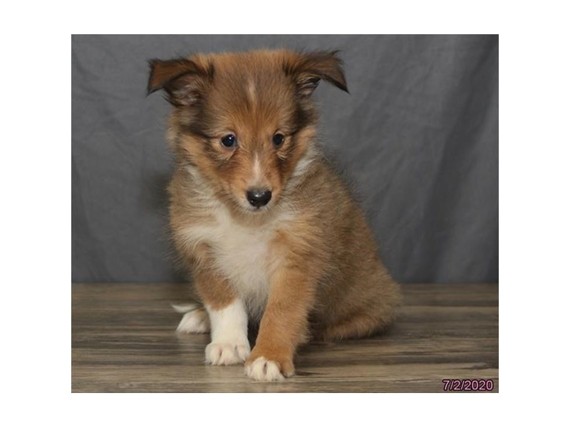Shetland Sheepdog