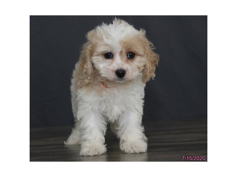 Cavachon