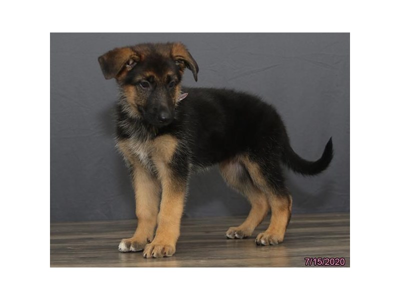 German Shepherd Dog
