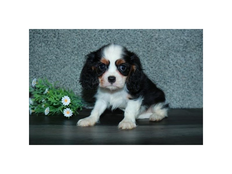 Cavalier King Charles Spaniel