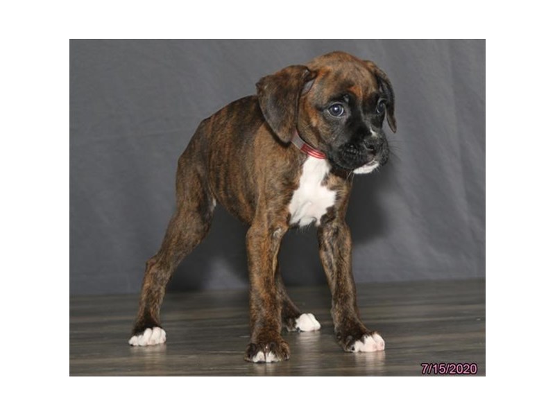 Boxer