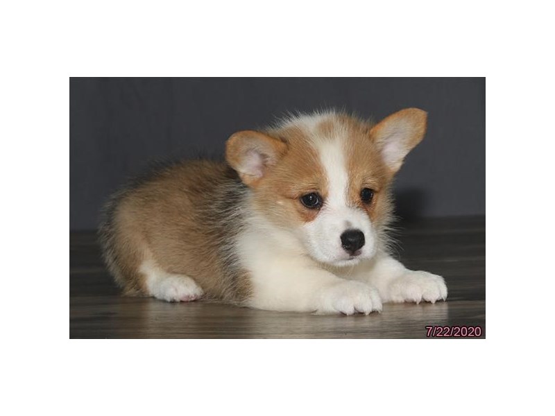 Pembroke Welsh Corgi