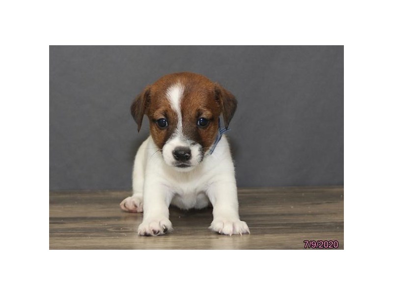 Jack Russell Terrier