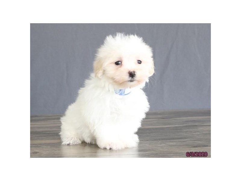 Maltese