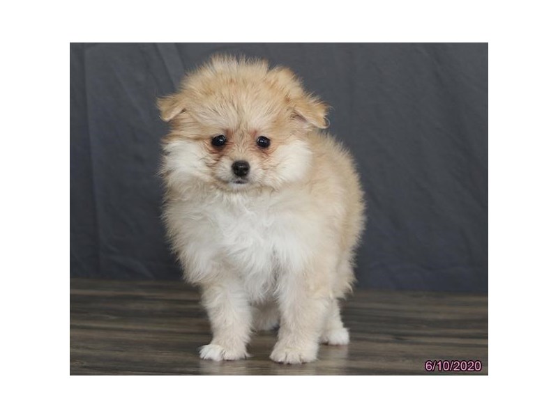 Pomeranian