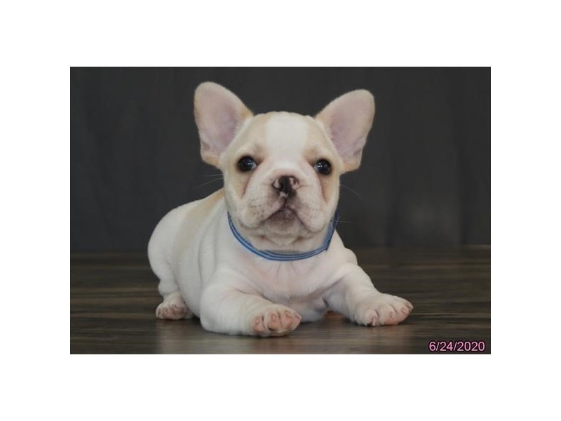 French Bulldog