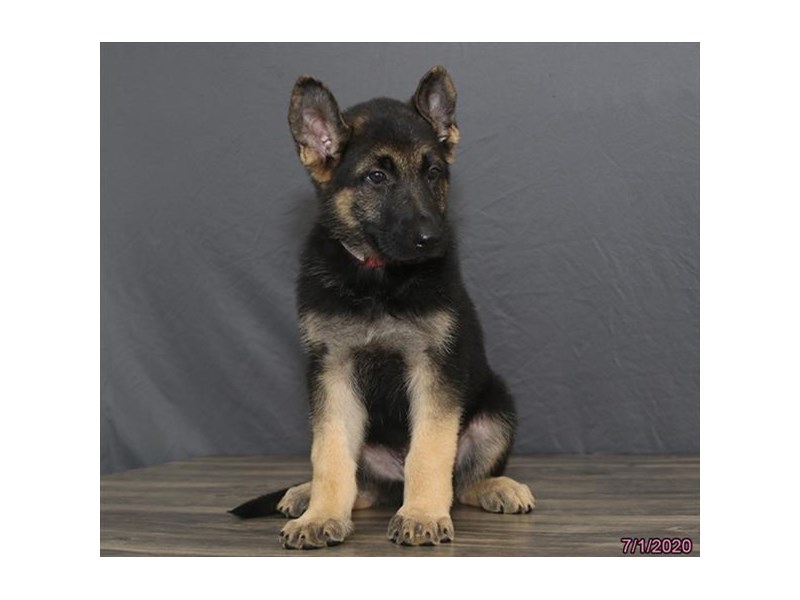German Shepherd Dog