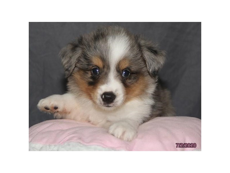 Miniature Australian Shepherd