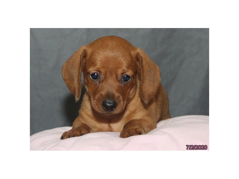 Dachshund