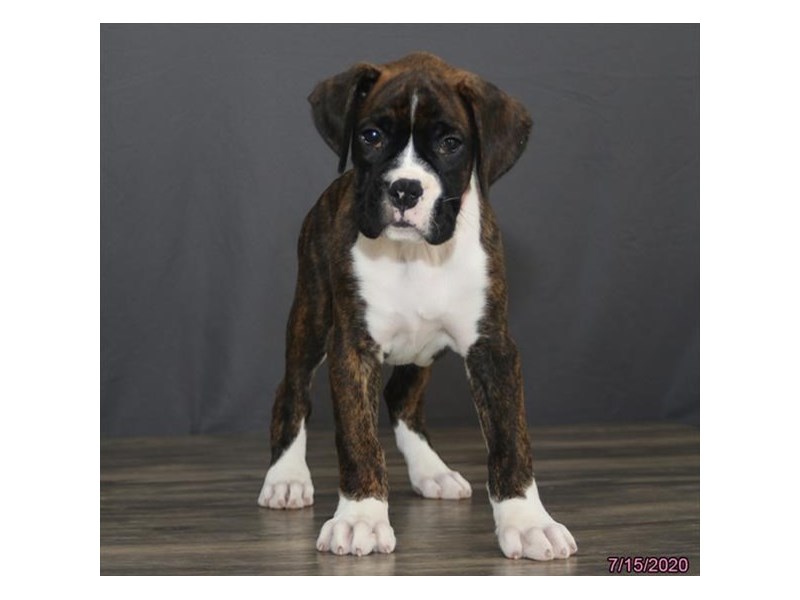 Boxer