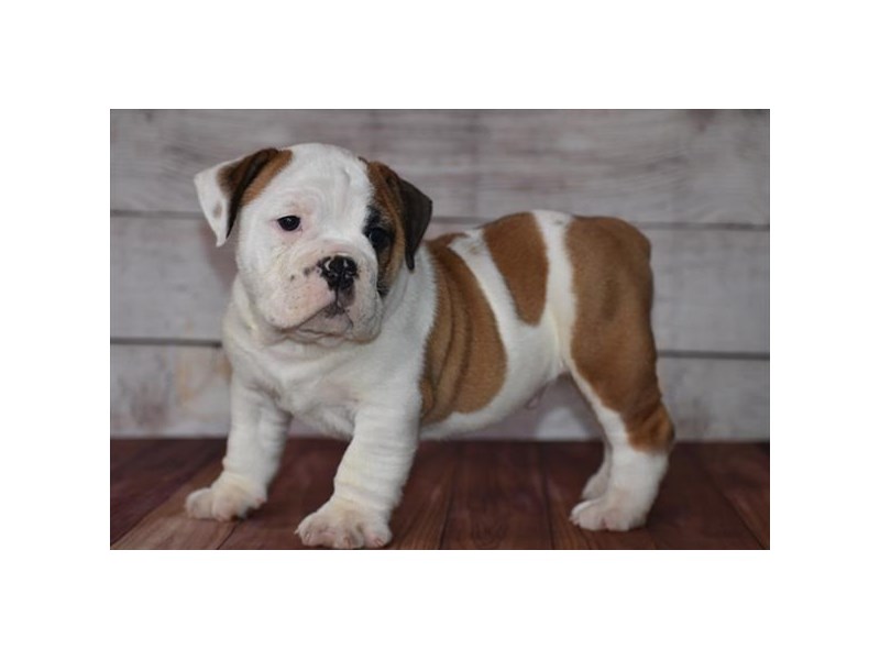 English Bulldog