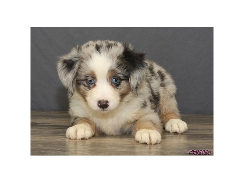 Miniature Australian Shepherd
