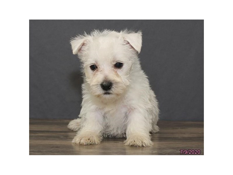 West Highland White Terrier