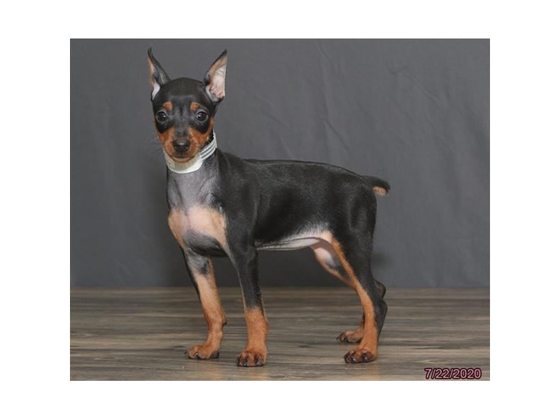 Miniature Pinscher