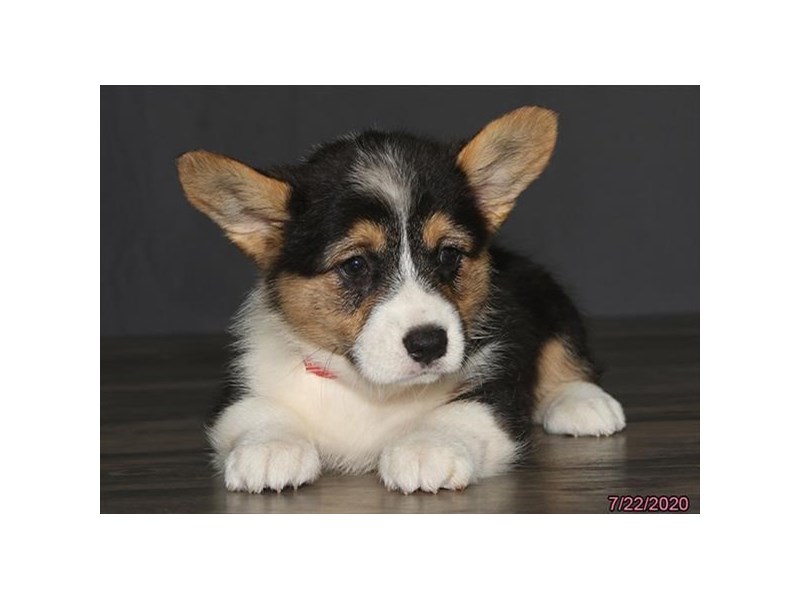 Pembroke Welsh Corgi