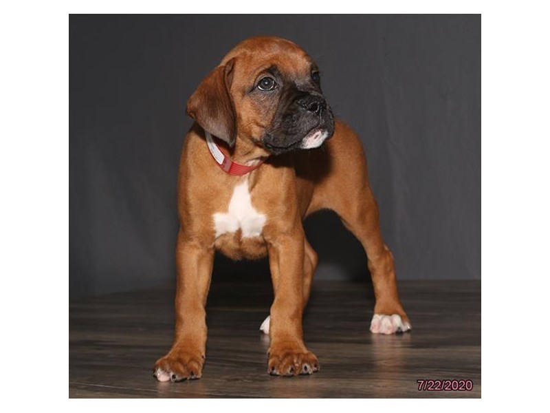 Boxer