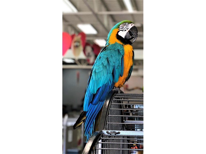 Blue and Gold Macaw