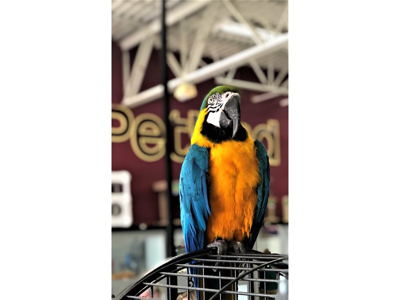 Blue and Gold Macaw
