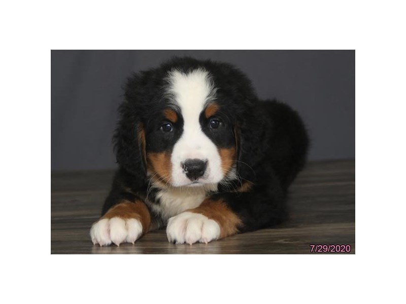 Bernese Mountain Dog