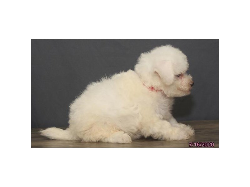 Bichon Frise
