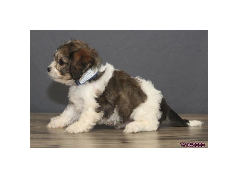 Cavachon