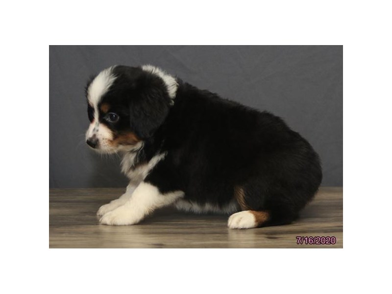 Miniature Australian Shepherd