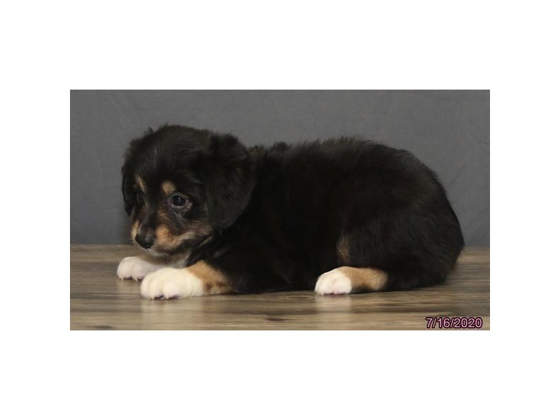 Miniature Australian Shepherd