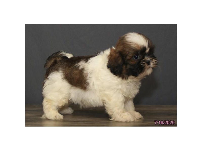 Shih Tzu