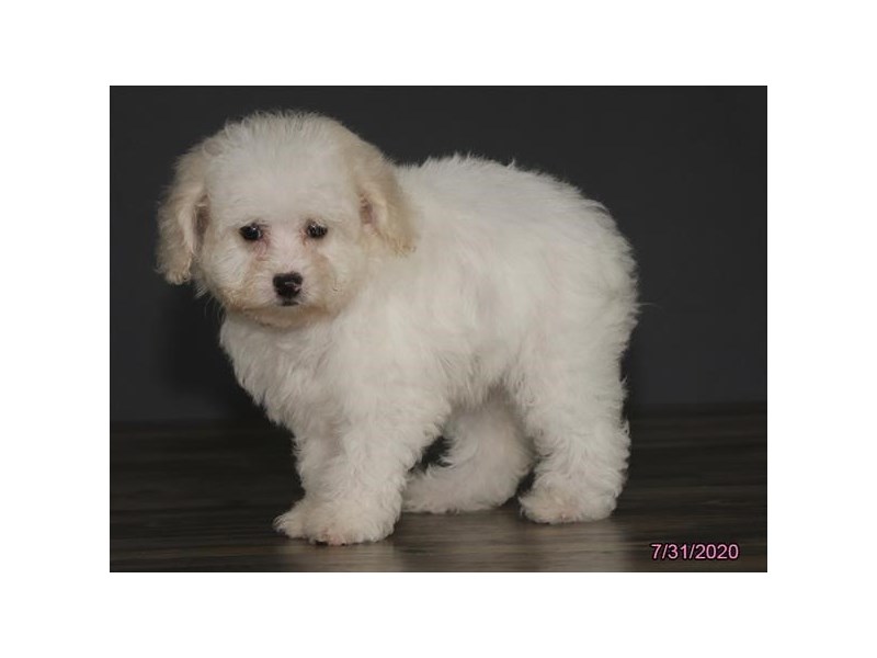 Bichon/Poodle