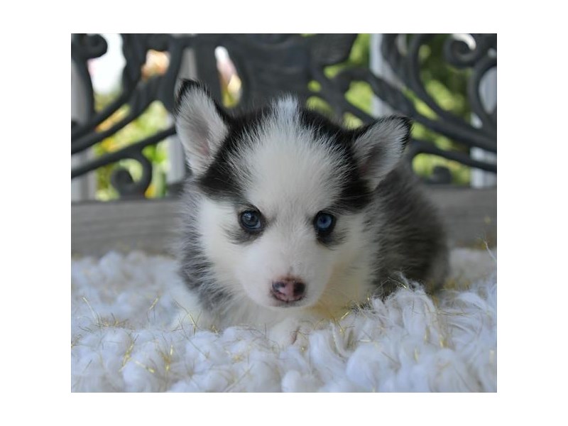 Pomsky