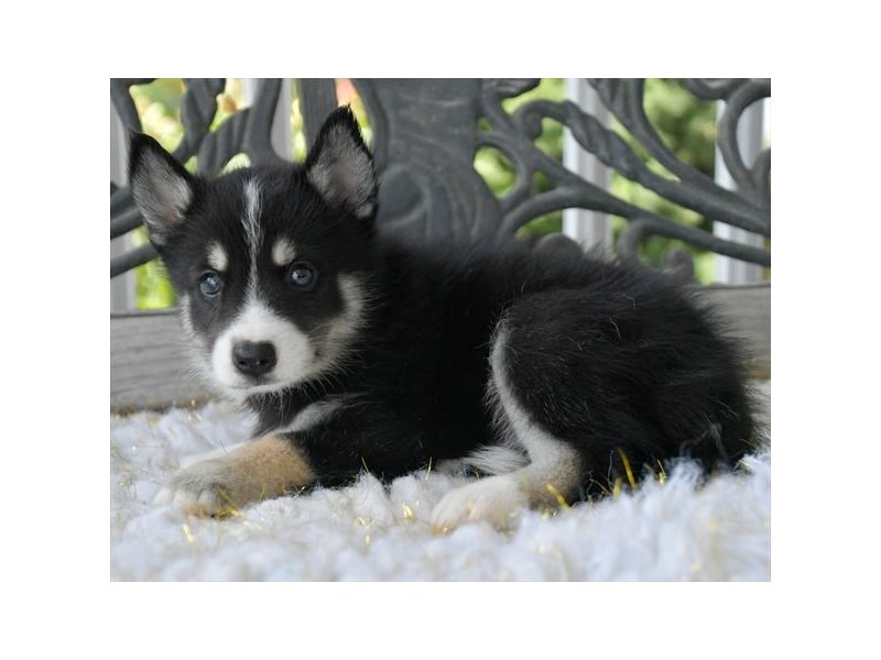 Pomsky